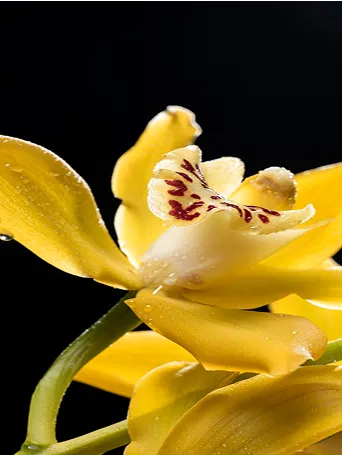 Amber Vanilla