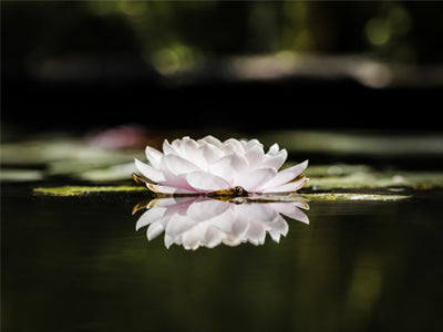 Aquatic lotus
