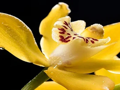 Amber Vanilla